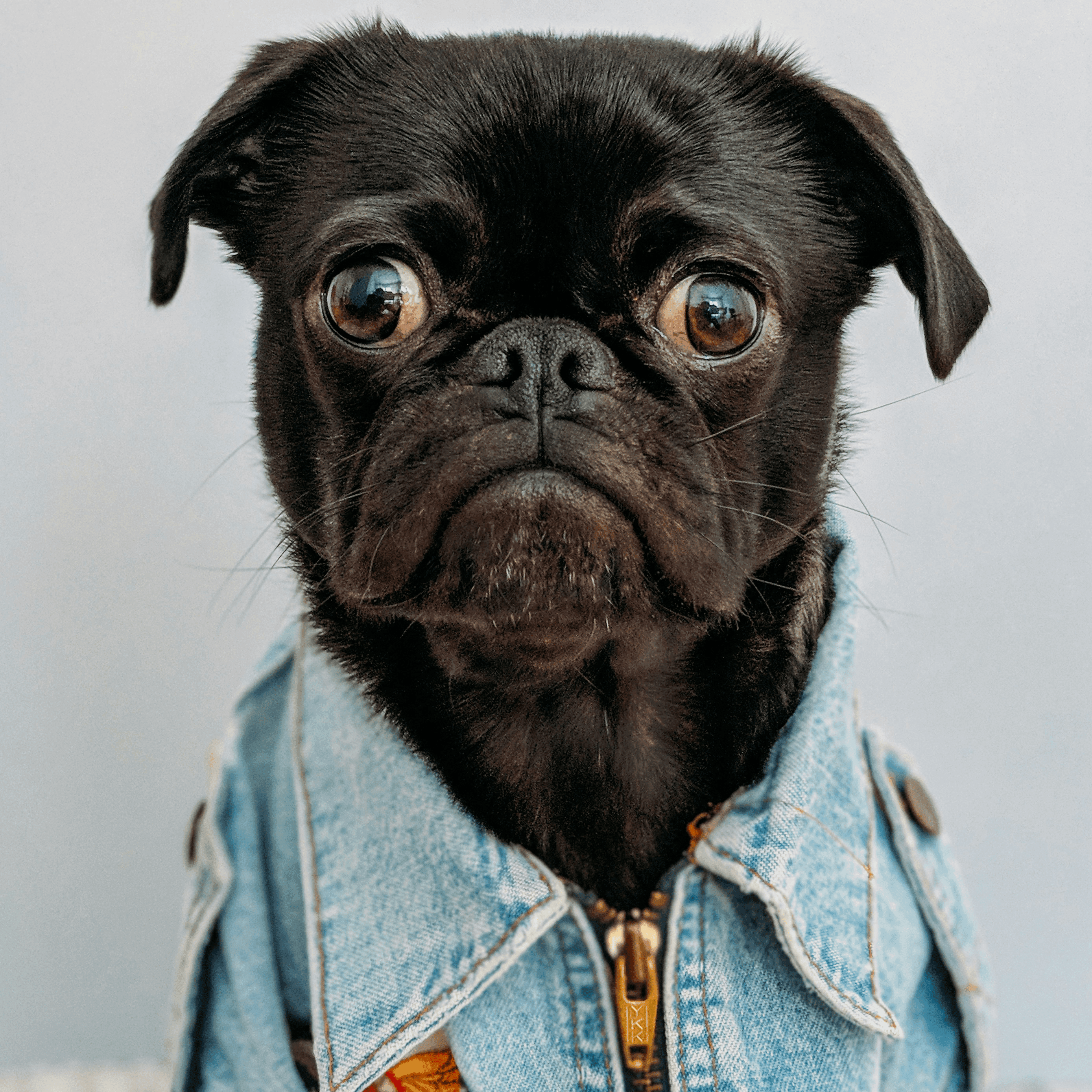 gallery item cute-pug