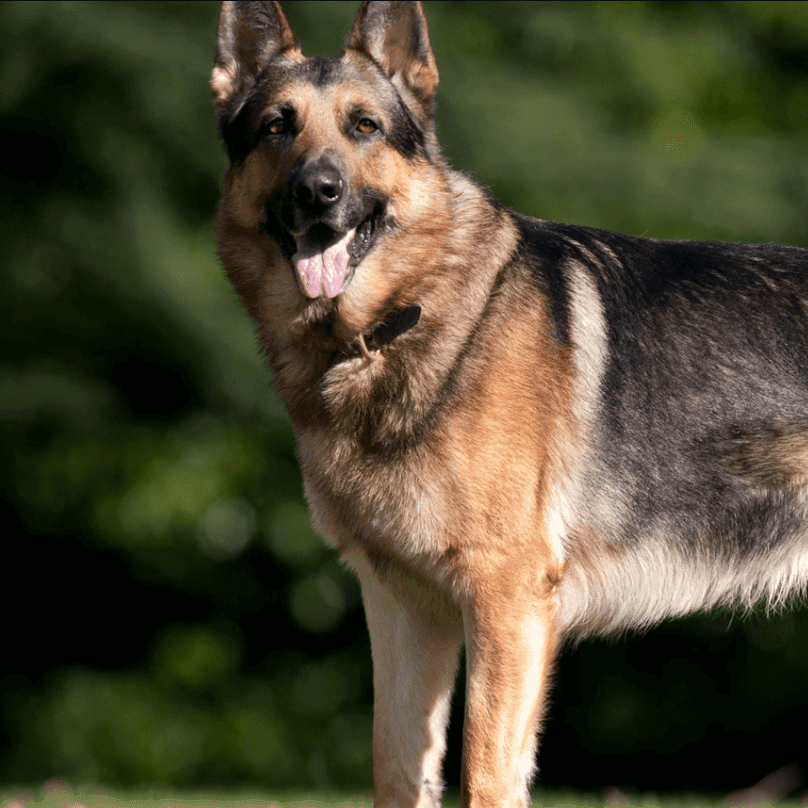 gallery item german-shepard