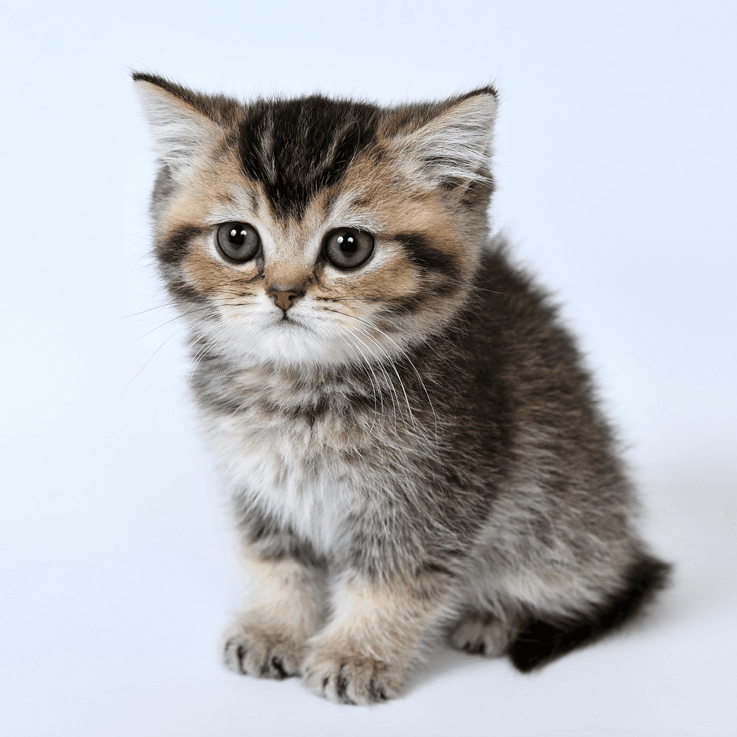 gallery item grumpykitten